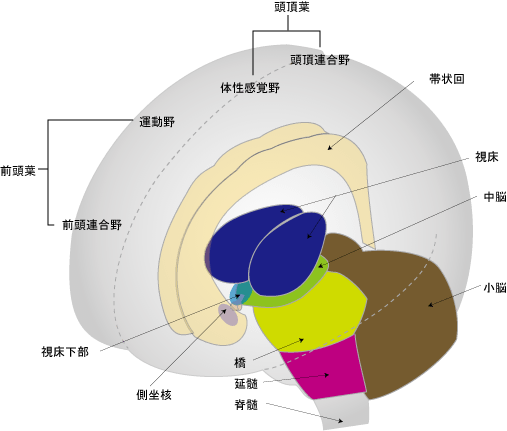 大脳皮質の構造（画像提供：管理薬剤師.com）