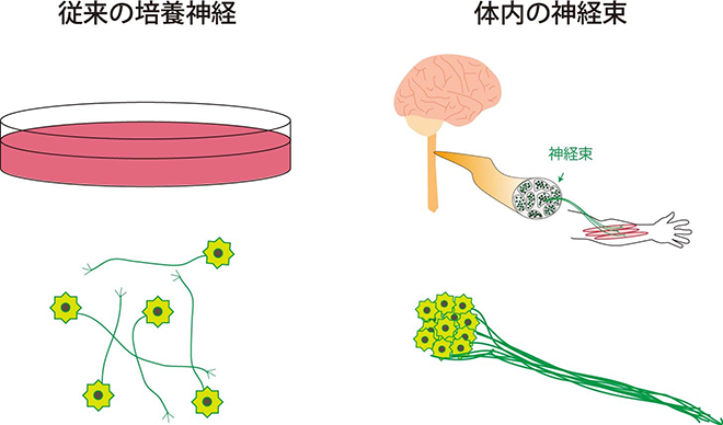 1）培養皿内の神経細胞と体内の神経細胞の様子